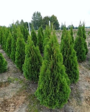 TUJA SZMARAGD! Thuja Thuje Tuje TRANSPORT,SADZENIE