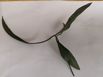 Hoya Parviflora ukorzeniona