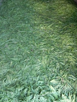 Liść ziele babka lancetowata 2000 g 2 kg 1000