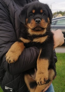 Rottweiler szczenięta ZKwP FCI