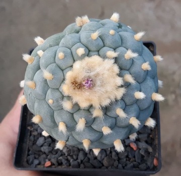 Lophophora fricii ex cv KIKKO