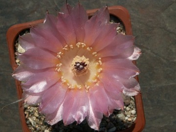 Austrocactus aonikenkensis El Calafete - 10 nasion