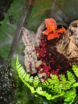 Heteroscodra maculata - ptasznik śnieżny