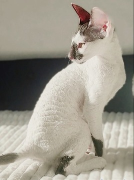 Prześliczna koteczka Cornish rex Devon rex 