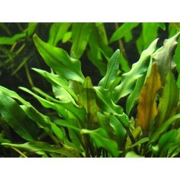 Cryptocoryne walkeri lutea z hodowli wodnej