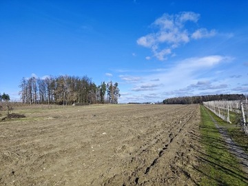 Działka rolna 3h koło Belska