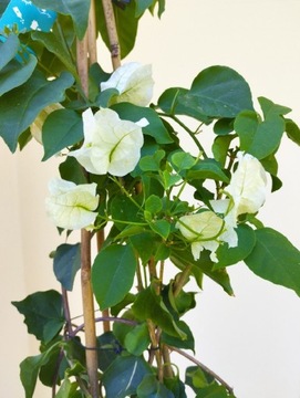 Bougainvillea bugenwilla białe kwiaty 65 cm 
