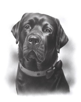 Portret na zamówienie ze zdjęcia Labrador Retrieve