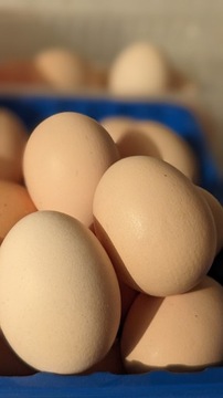 Jaja jajka wiejskie - wysyłka bio naturalne eko