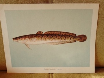 Miętus  - ryby, rycina, plakat: 38.5/28.5