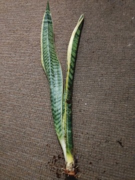 Sansevieria laurentii największy liść 38cm