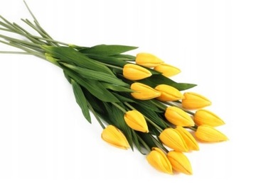 Tulipany żółte lub białe 25 szt/ 20 zł