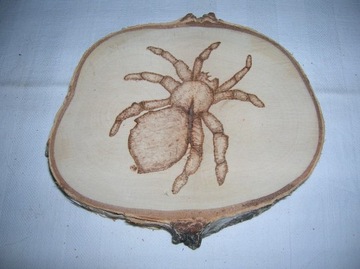 Obrazek pająka wypalany w drewnie