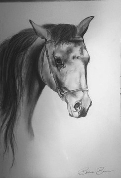 Obraz szkic koń 