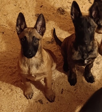 Owczarek Belgijski Malinois