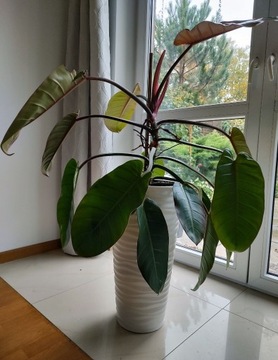 Philodendron Prince of Orange