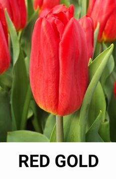 Tulipan czerwony cebulki 50 sztuk w rozmiarze 12+