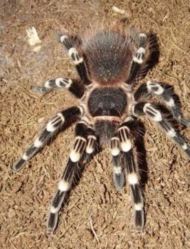 Acanthoscurria geniculata L1/2