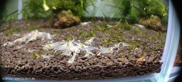 Neocaridina White Pearl 