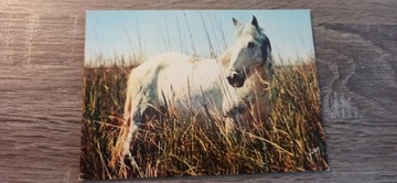 Koń Camargue - Pocztówka