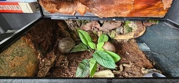 Terrarium ExoTerra 60x30x45