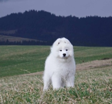 Samoyed Szczeniaczki MIOT ZIMA 2023 FCI, ZKwP