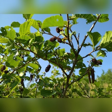 Szyszka olchy czarnej olchowe 300szt. z Bieszczad