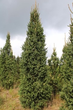 Świerk pospolity Picea abies Cupressina 500 cm+