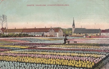 Holandia - tulipany. 1910 r.