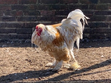 brahma brahmy lemon olbrzymie i inne jaja ptaki