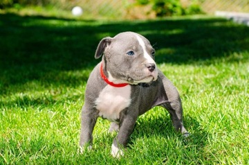 American Pitbull Terrier psiaczki 