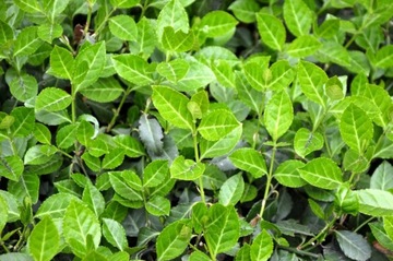 Trzmielina Fortune'a 'Hort's Blaze' Euonymus 28