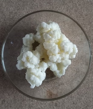 Grzybek tybetański kefir 20 gram