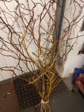 Gałęzie wierzby mandżurskiej do wazonu dekoracja
