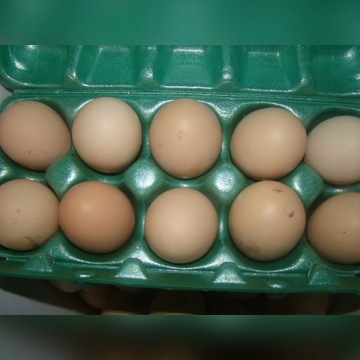 Jaja lęgowe