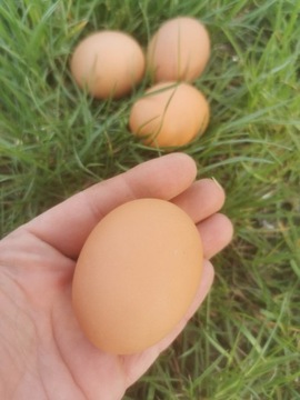 Zdrowe wiejskie jajeczka 