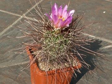 Sclerocactus havasupaiensis RP 123 - 10 nasion