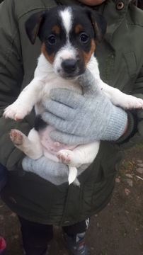 Szczenięta Jack Russell Terrier