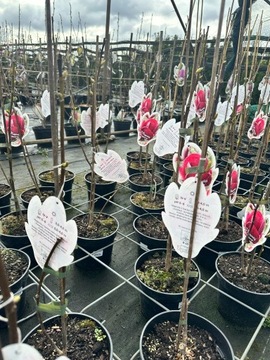 Magnolia - GENIE - czerwono bordowe kwiaty
