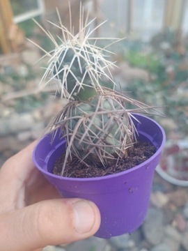 Tephrocactus alexanderi