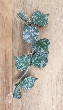 Hoya curtisii - cięta sadzonka 