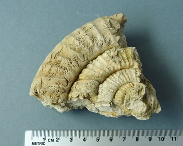 Amonit fragment skamieniałość - Jura