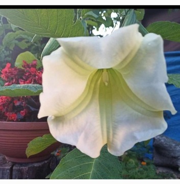 Brugmansia(datura,bieluń) biały,róż cena za 2szt