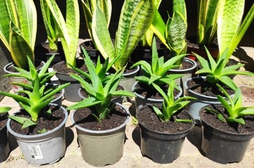 Aloe kaktus sukulent rozmiar M