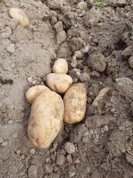 Ziemniaki kaliber jak sadzeniaki Wineta 15kg żółte