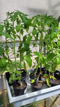Pomidory różne odmiany - sadzonki Rzeszów