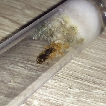 Lasius Flavus Q 5-30 W