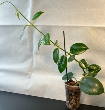 Hoya lauterbachii - sadzonka ukorzeniona, rosnąca