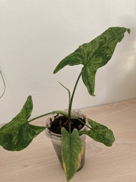 Syngonium Mottled