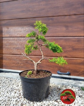 Piękny Jałowiec formowany na wzór bonsai 60cm